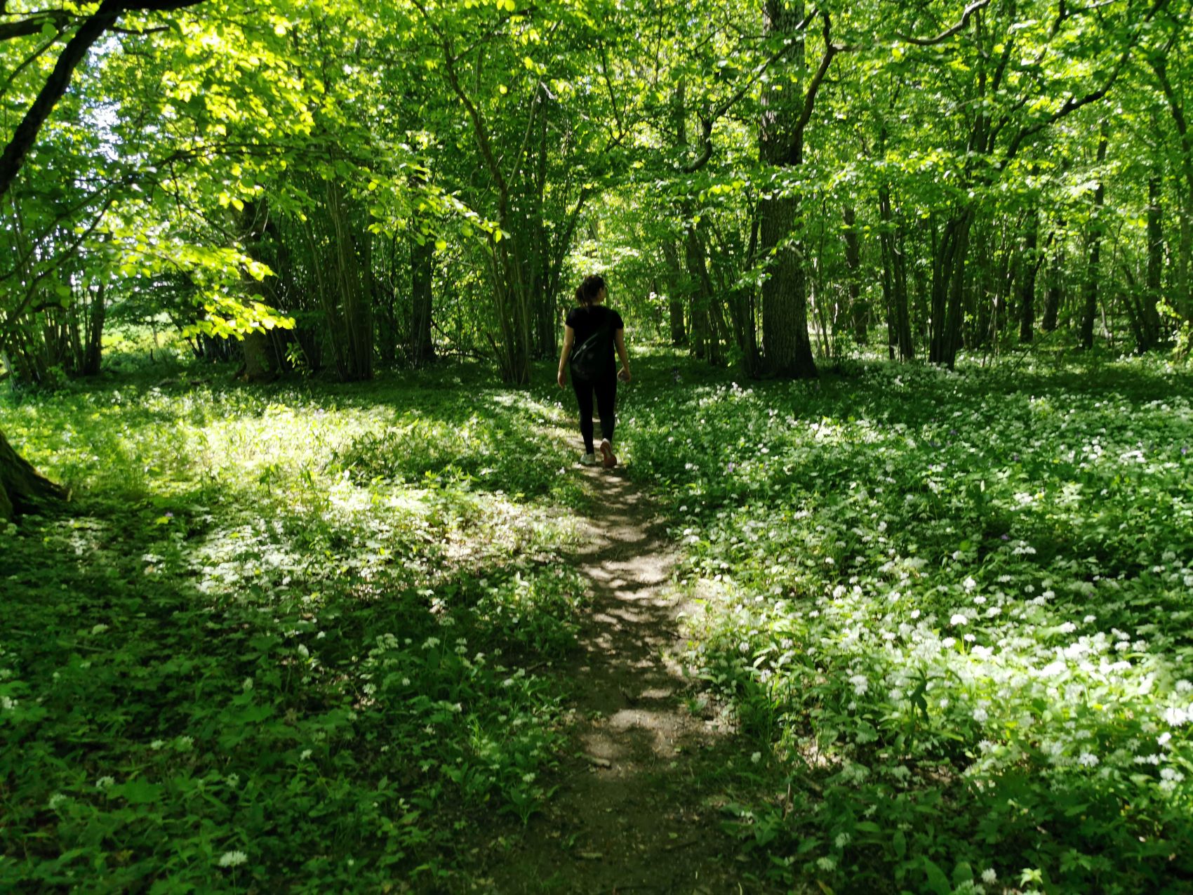 https://objects.got3.oderland.com/gotland-com/uploads/2021/05/rg_allkvie-ange.jpg?auto=format%2Ccompress&format=lossless&q=60