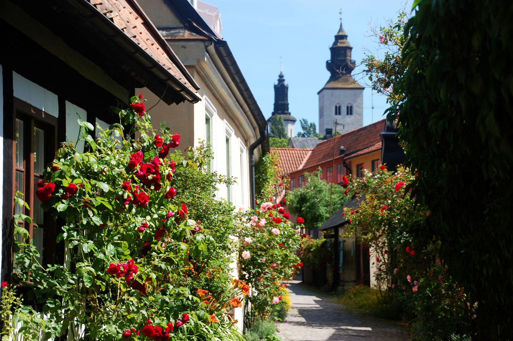 Fiskargränd i Visby med rosor och domkyrkan