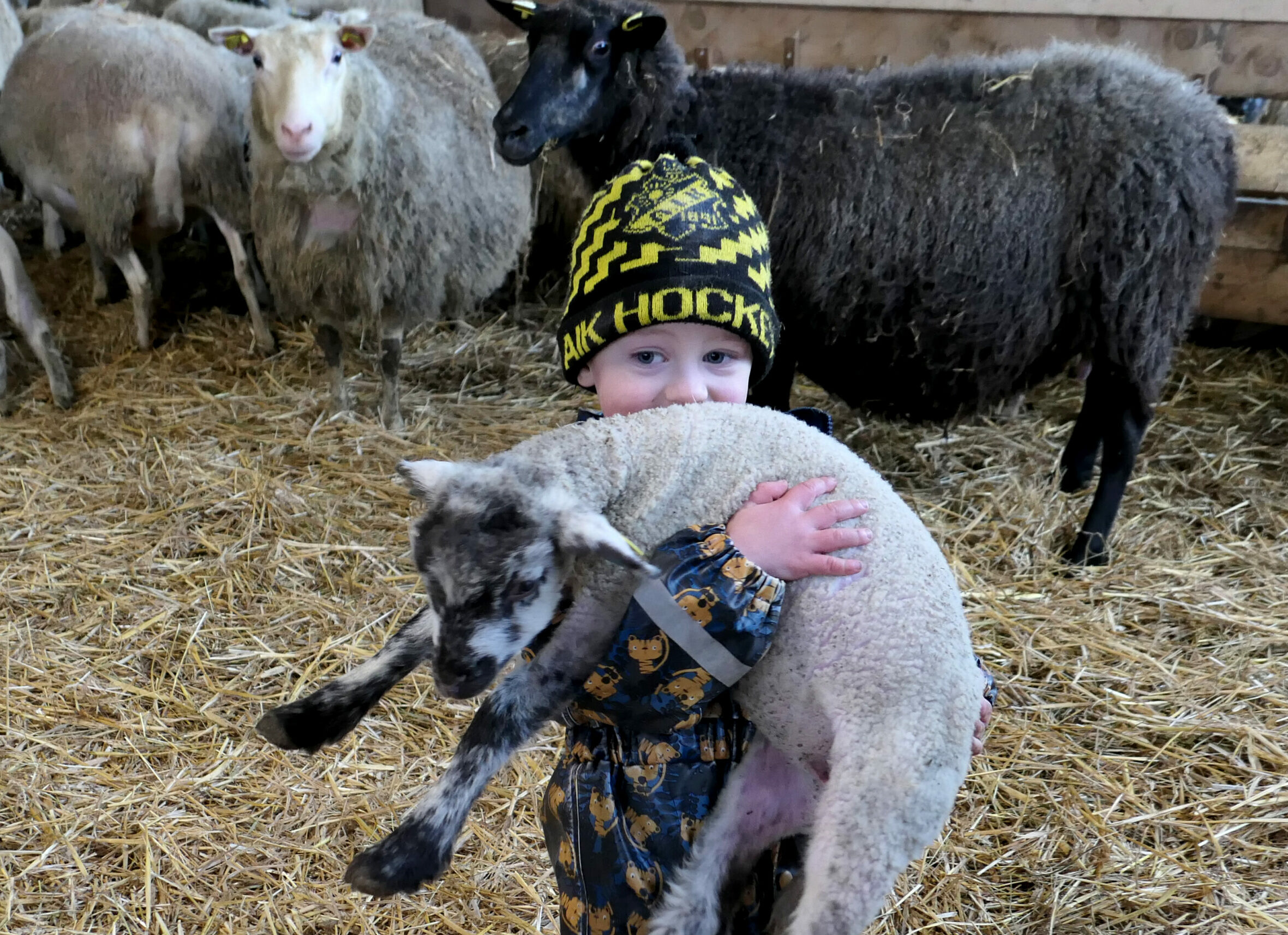 Pojke med lamm