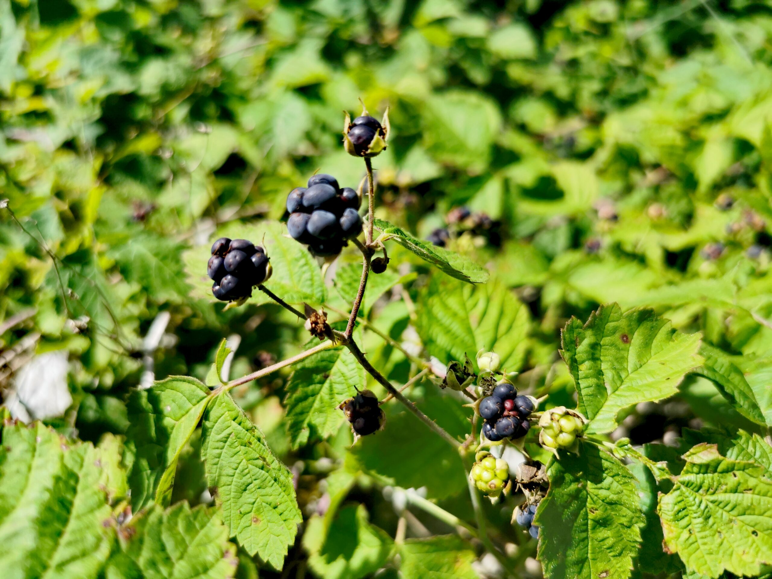 https://objects.got3.oderland.com/gotland-com/uploads/2021/06/img_20200722_105536-scaled.jpg?auto=format%2Ccompress&format=lossless&q=60