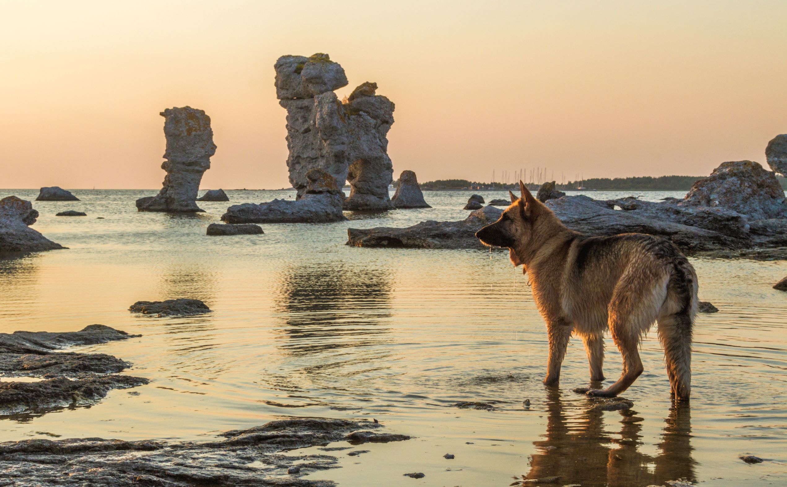 Schäferhund i vattnet vid rauken Hunden på Fårö