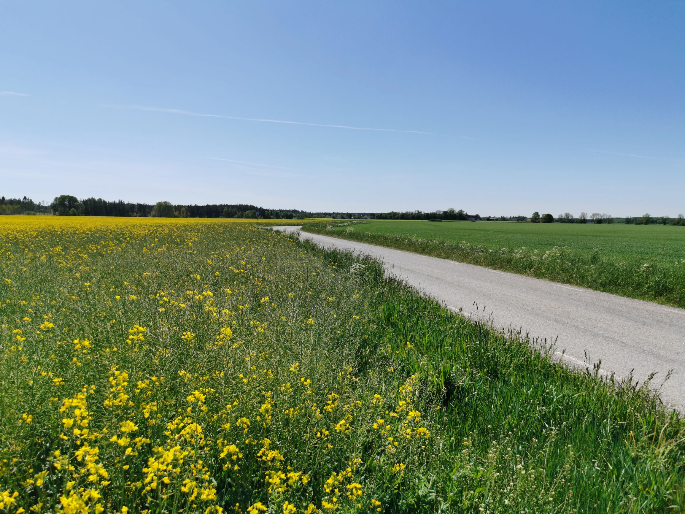 landsväg och blommande rapsfält