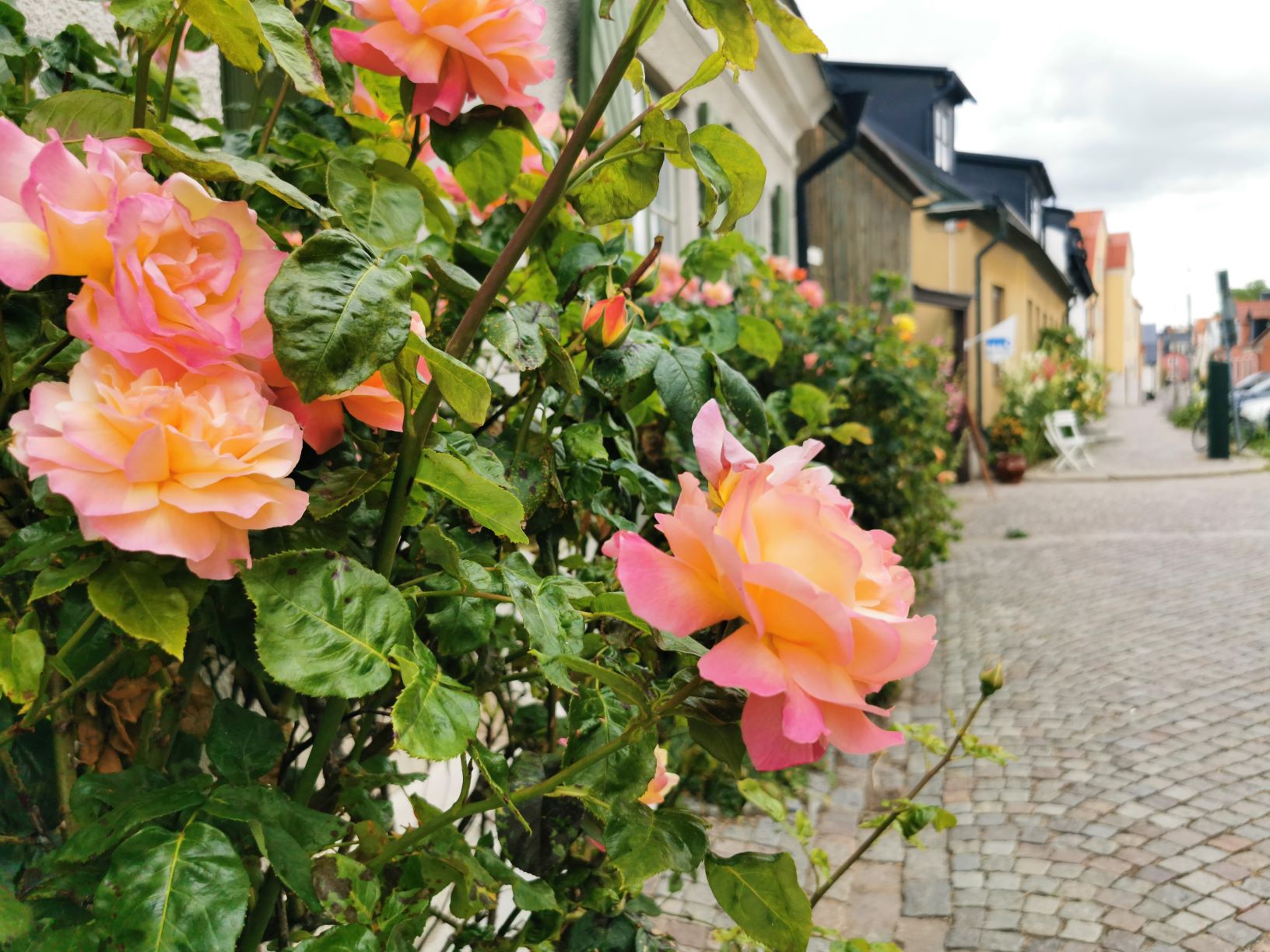 Aktivitetsbild