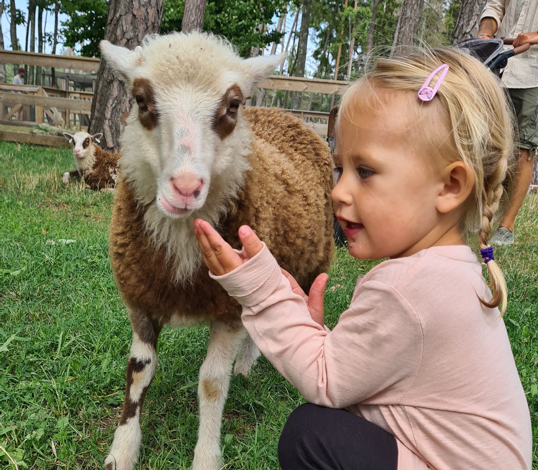 barn klappar ett lamm på Gotlands djurpark