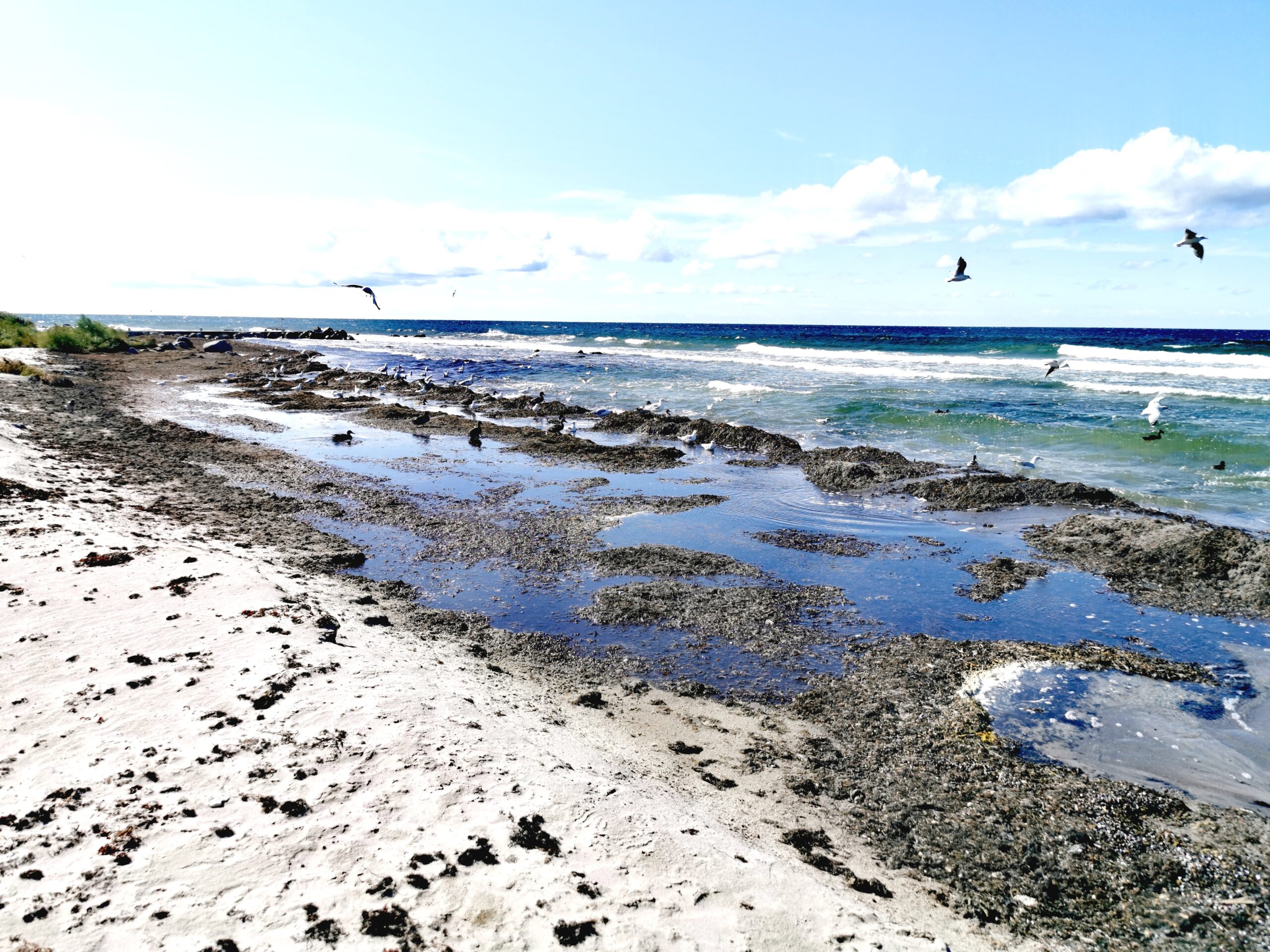 släke och fåglar på strand
