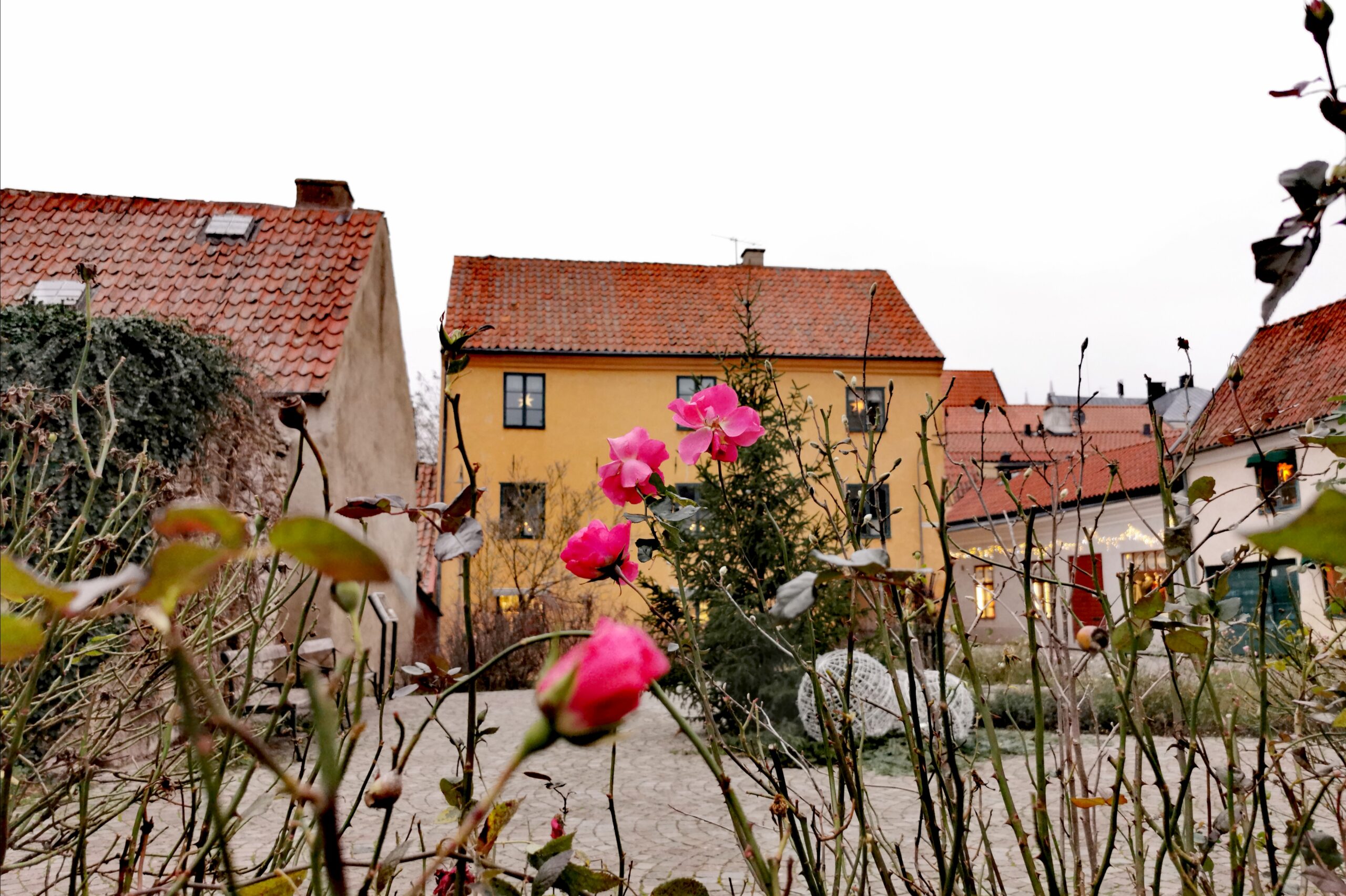 vinterrosor på Rosas plats