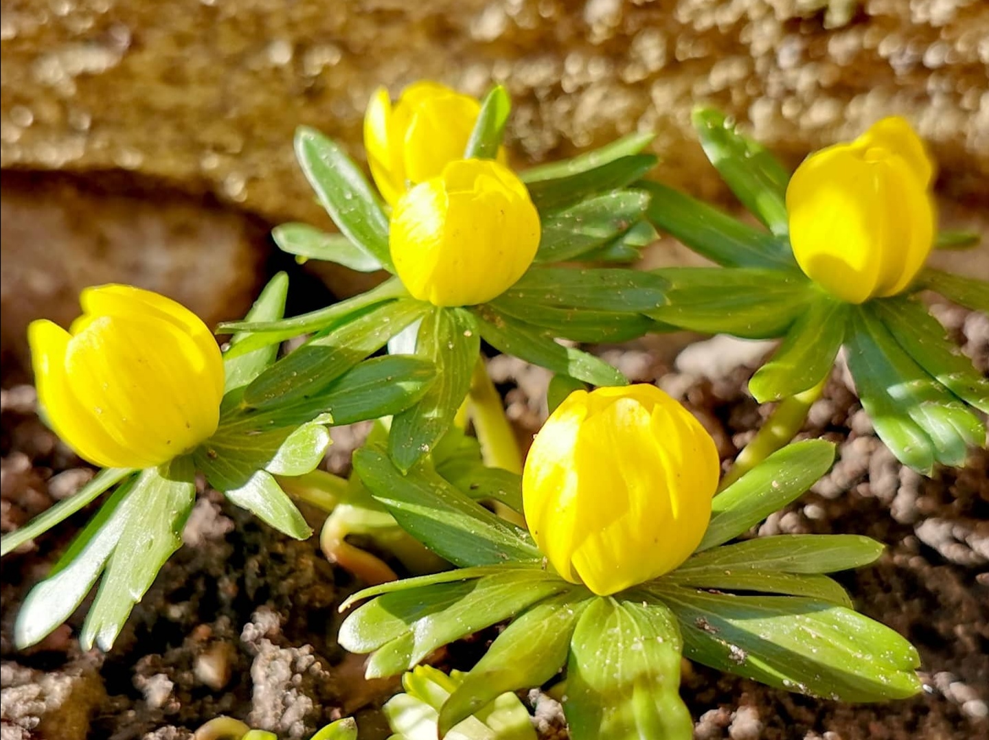 vintergäck februari