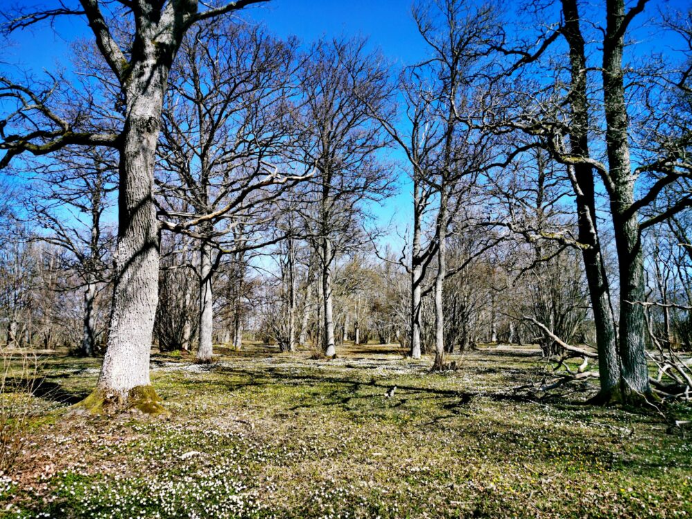 https://objects.got3.oderland.com/gotland-com/uploads/2022/03/img_20200420_132701-scaled-e1744113883332.jpg?auto=format%2Ccompress&format=lossless&q=60