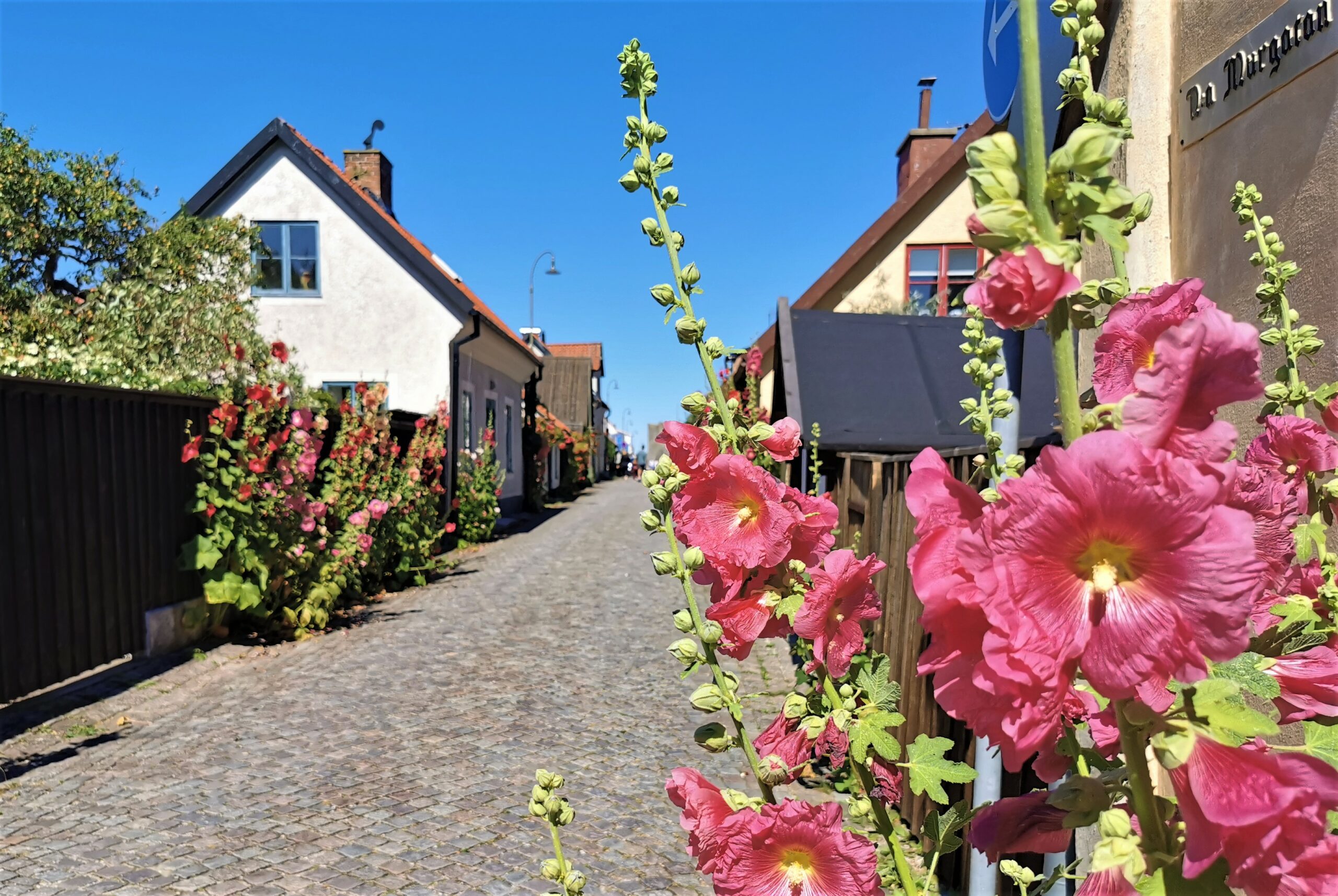 Gränd i Visby med pittoreska hus och rosa stockrosor.