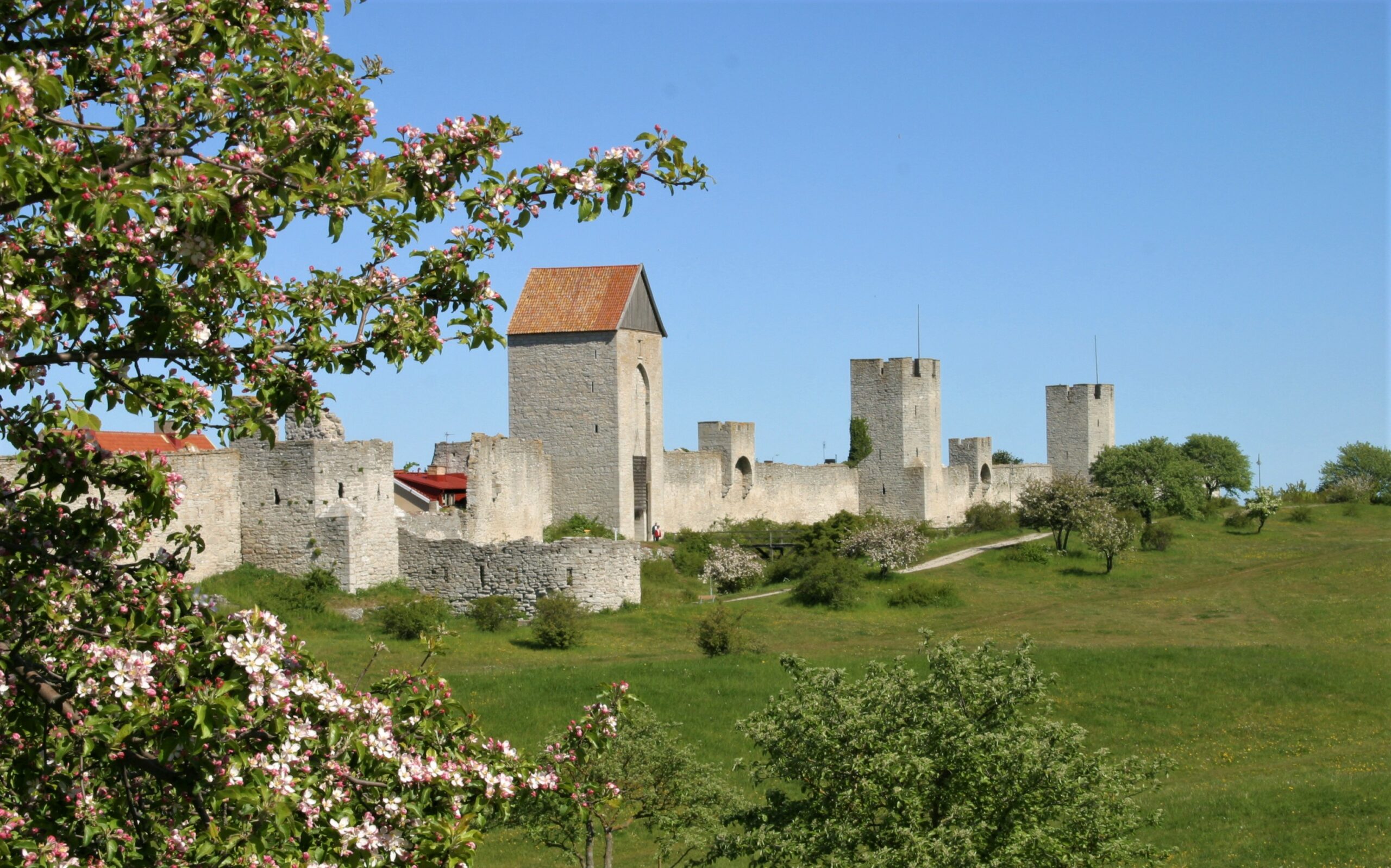 Visby ringmur och dalmanstornet på försommaren