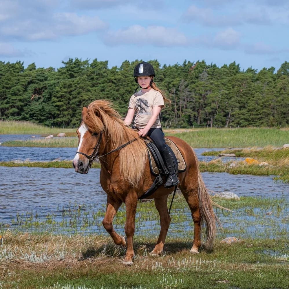 Höstlovsdagar på Gotlands islandshästcenter